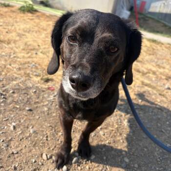 Sigh -  Mixed Breed Dog for Adoption in Spokane, Washington - Sigh | PetCurious