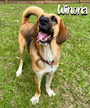 Wynonna -  Foxhound and Beagle Dog for Adoption in Magnolia, Texas - Wynonna | PetCurious