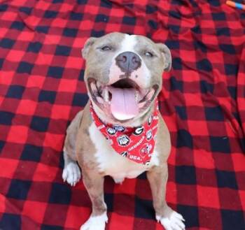 Nugget -  Mixed Breed Dog for Adoption in Athens, Georgia - Nugget | PetCurious