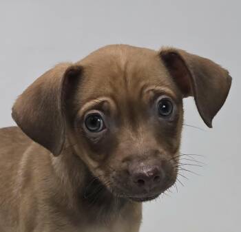 Chihuahua and Pug Dogs Available for Adoption - Beholder | PetCurious