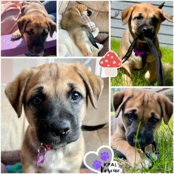 Button - Mushroom Litter -  Mixed Breed Dog for Adoption in Kenai, Alaska - Button - Mushroom Litter | PetCurious