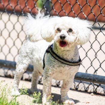 Duke *Avail By Appt* -  Maltese and Poodle Dog for Adoption in Kennebunk, Maine - Duke *Avail By Appt* | PetCurious