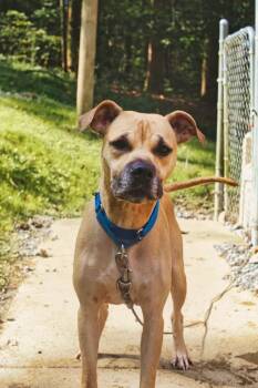 Nyla -  Black Mouth Cur Dog for Adoption in Grafton, West Virginia - Nyla | PetCurious