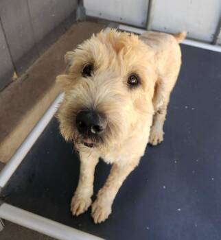 Louise -  Poodle and Mixed Breed Dog for Adoption in Severance, Colorado - Louise | PetCurious