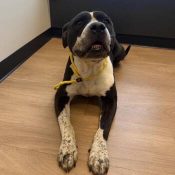 Propeller -  Pit Bull Terrier and Australian Cattle Dog Blue Heeler Dog for Adoption in Naperville, Illinois - Propeller | PetCurious