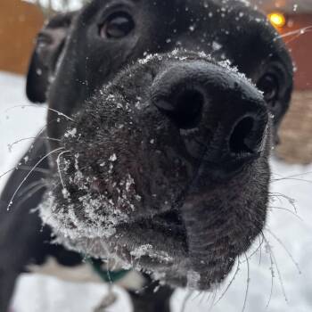 Mixed Breed Dogs Available for Adoption - Cornelius | PetCurious