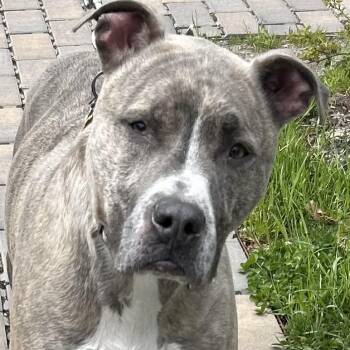 Terrier Dogs Available for Adoption in Calverton, New York - Pluto | PetCurious