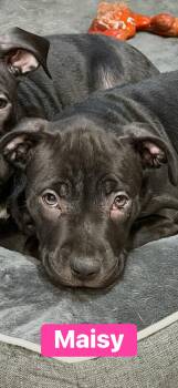 Pit Bull Terrier Dogs Available for Adoption - Maisy | PetCurious