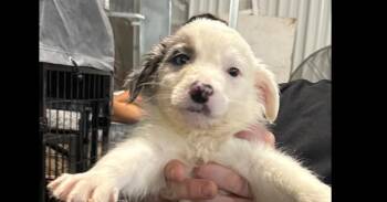 Tanner -  Border Collie and Corgi Dog for Adoption in Papillion, Nebraska - Tanner | PetCurious