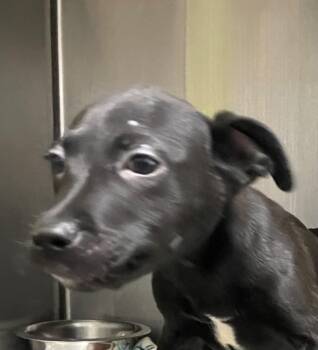 Mixed Breed Dogs Available for Adoption - Bella Pup 2 | PetCurious