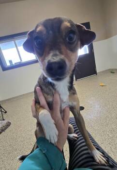 Beagle and Chihuahua Dogs Available for Adoption in Castle Rock, Colorado - Frankie | PetCurious