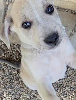 Shepherd -  Pit Bull Terrier and Australian Shepherd Dog for Adoption in Estherville, Iowa - Shepherd | PetCurious