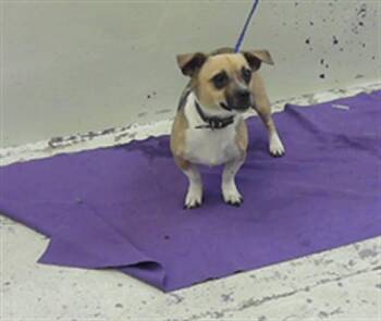 Chihuahua Dogs Available for Adoption in Houston, Texas - A2076754 | PetCurious