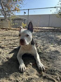 Rescue Pit Bull Terrier and Mixed Breed Dogs for Adoption in Ontario, California - Diego | PetCurious