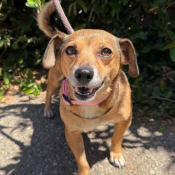 Cherry -  Chihuahua Dog for Adoption in Goleta, California - Cherry | PetCurious