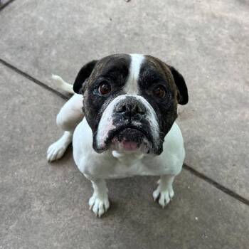 Nelah (STAR) -  Boxer and American Bulldog Dog Available for Adoption in San Pablo, California - Nelah (STAR) | PetCurious