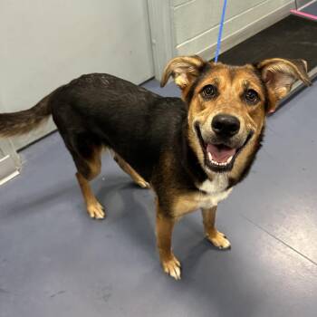 German Shepherd Dog and Mixed Breed Dogs Available for Adoption in Greensboro, North Carolina - Brooklyn | PetCurious
