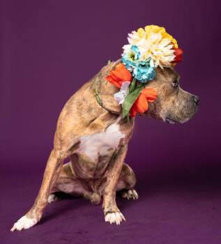 CHROME -  Pit Bull Terrier and Mixed Breed Dog for Adoption in Atlanta, Georgia - CHROME | PetCurious