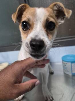 Pen 217 -  Chihuahua Dog for Adoption in Lawrenceville, Georgia - Pen 217 | PetCurious