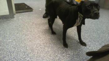 A1267695 -  Pit Bull Terrier Dog for Adoption in Charlotte, North Carolina - A1267695 | PetCurious