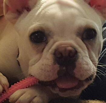 Rescue French Bulldog Dogs for Adoption in Omaha, Nebraska - Stella | PetCurious