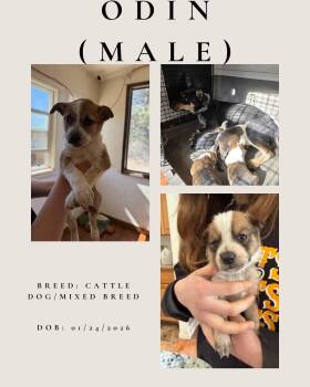 Australian Cattle Dog Blue Heeler Dogs Available for Adoption - Odin | PetCurious