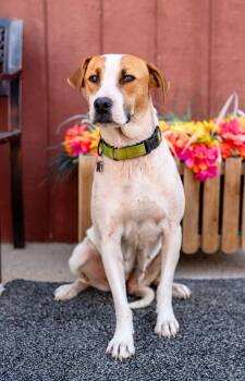 574-26 -  Pit Bull Terrier Dog for Adoption in Brighton, Colorado - 574-26 | PetCurious