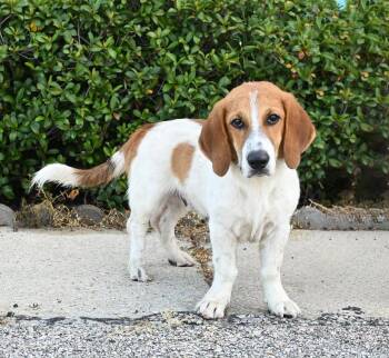 TANK -  Basset Hound Dog for Adoption in Hamilton, New Jersey - TANK | PetCurious