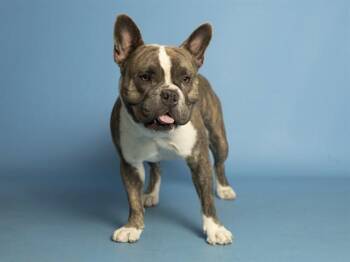 American Bulldog and French Bulldog Dogs Available for Adoption in Phoenix, Arizona - TITAN | PetCurious