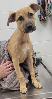 Mixed Breed Dogs Available for Adoption in Kansas City, Missouri - Lisa | PetCurious