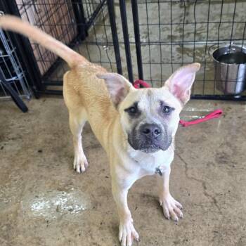 Balto -  Labrador Retriever and Pit Bull Terrier Dog for Adoption in Matteson, Illinois - Balto | PetCurious