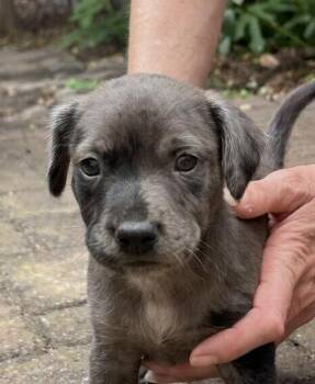 Baby Bleu -  Spaniel Dog for Adoption in Washington, District Of Columbia - Baby Bleu | PetCurious