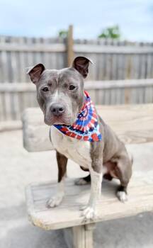 Rescue Mixed Breed Dogs for Adoption in Muskegon, Michigan - Hercules | PetCurious