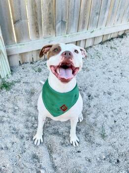 Ben (04) -  Mixed Breed Dog for Adoption in Muskegon, Michigan - Ben (04) | PetCurious