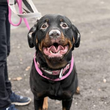 Rottweiler Dogs Available for Adoption - Nora  | PetCurious