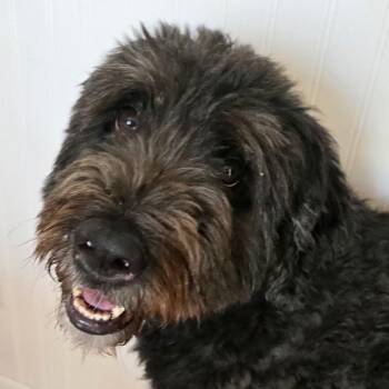 Cinderella -  Bouvier Des Flandres Dog for Adoption in Santa Fe, Florida - Cinderella | PetCurious