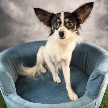 Capone -  Papillon Dog for Adoption in Garland, Texas - Capone | PetCurious