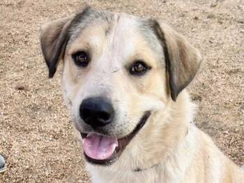 Mixed Breed Dogs Available for Adoption in Georgetown, Texas - Frito | PetCurious