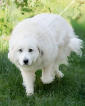 Evie -  Great Pyrenees Dog for Adoption in Nashville, Tennessee - Evie | PetCurious