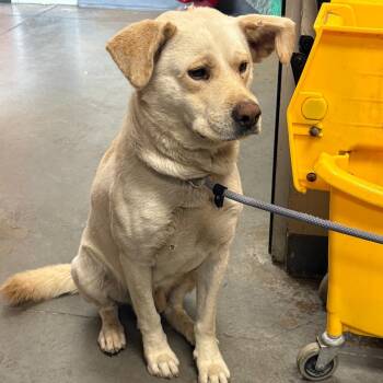 Friday -  Terrier and Mixed Breed Dog for Adoption in Yuma, Arizona - Friday | PetCurious