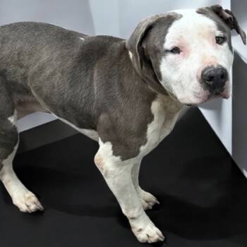 Rescue Mixed Breed Dogs for Adoption in Cumberland, Maryland - Mater | PetCurious