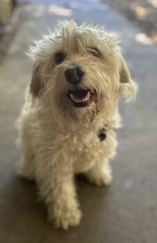 Spunky -  Maltese Dog for Adoption in Portland, Oregon - Spunky | PetCurious