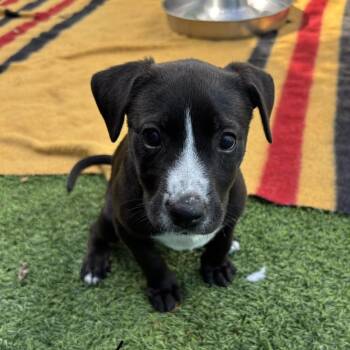 Black Labrador Retriever Dogs Available for Adoption in Loxahatchee Groves, Florida - Garnett 5223 | PetCurious