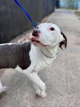 Pit Bull Terrier and Mixed Breed Dogs Available for Adoption - Coconut (Underdog) | PetCurious