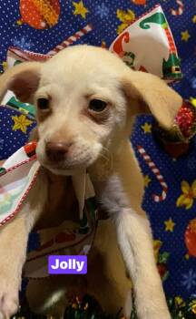 Rescue Mixed Breed Dogs for Adoption in Puyallup, Washington - Jolly | PetCurious