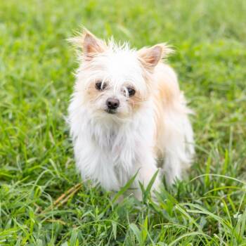 Fifty -  Maltese and Chihuahua Dog for Adoption in Wilmington, Delaware - Fifty | PetCurious