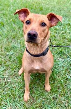 PEPPERMINT FIZZ -  Labrador Retriever and Mixed Breed Dog for Adoption in York, South Carolina - PEPPERMINT FIZZ | PetCurious