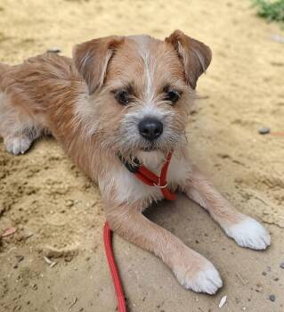 Sparky -  Mixed Breed Dog Available for Adoption in Gary, Indiana - Sparky | PetCurious