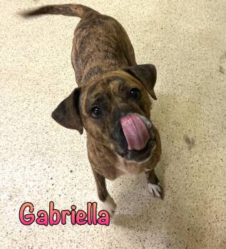 Gabriella -  Boxer Dog for Adoption in Muncie, Indiana - Gabriella | PetCurious