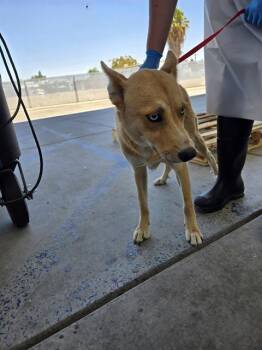 Blare -  Husky and Shepherd Dog for Adoption in Thousand Oaks, California - Blare | PetCurious